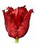 Тюльпан махровый Пасифик Перл(50)