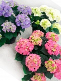 Купить Гортензия микс 19/35