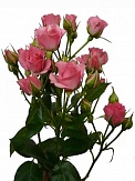 Купить Роза куст. Грация 60см(10)