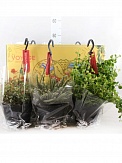 Купить Плант микс ампельный 17/20
