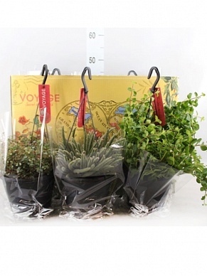 Купить Плант микс ампельный 17/20