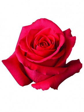 Купить Роза(экв) Пинк Флойд 70см(Sierra flor)