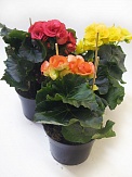 Купить Бегония цвет. микс 10/20 dk