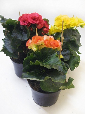 Купить Бегония цвет. микс 10/20 dk