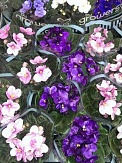 Купить Сенполия мини 6-7/10
