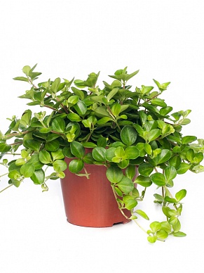 Купить Пеперомия rotundifolia 14/25