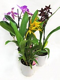 Купить Орхидея микс 12/45-50