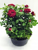 Купить Роза микс 20/30