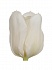 Тюльпан Мондиал(50)