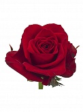 Купить Роза(экв) Фридом 80см(Hispano Roses)