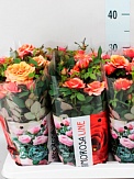 Купить Роза Амороза оранж 14/30