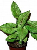 Купить Сингониум Silver Pearl 15/40