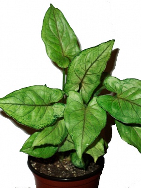 Купить Сингониум Silver Pearl 15/40