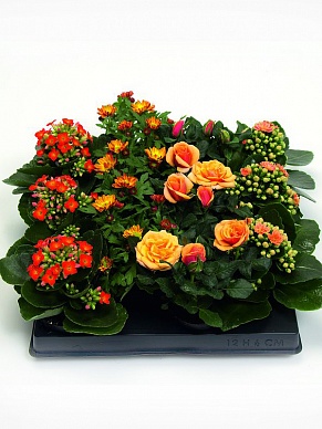 Купить Плант микс цветущ. d6 №12 оранж