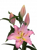 Купить Лилия ор. Фенис(10)
