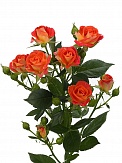 Купить Роза куст. Фиеста Бабблс 80см(10)