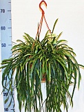 Купить Леписмиум 15/25 амп