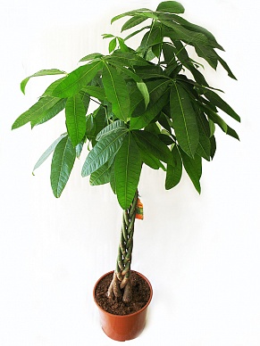 Купить Пахира в/ст 24/110