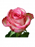 Купить Роза(экв) Карусель 60см(Florana)