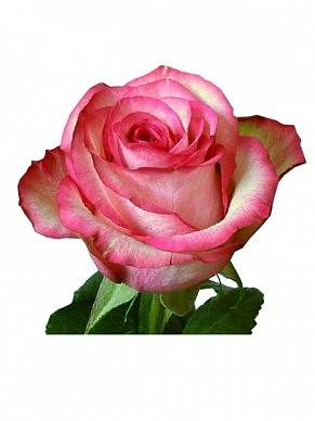 Купить Роза(экв) Карусель 60см(Florana)