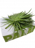 Купить Лист пальмы(гол)(1)