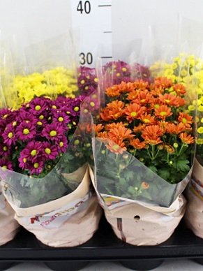 Купить Хризантема Мадиба 14/27-30