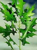 Купить Листья дуба палустрис(10)