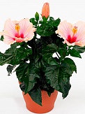Купить Гибискус Sunny Venetie 13/35