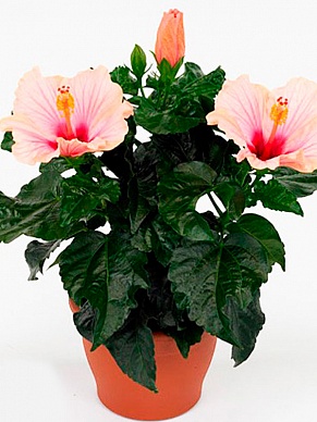 Купить Гибискус Sunny Venetie 13/35