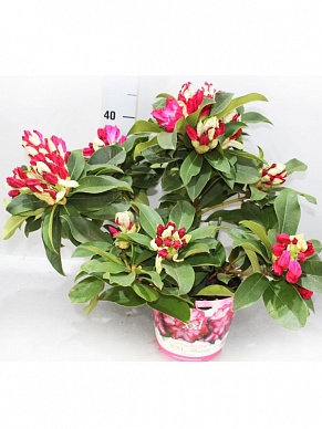 Купить Рододендрон Ххl 19/40