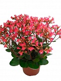 Купить Каланхое "Tiki Bells Pink" 12/25