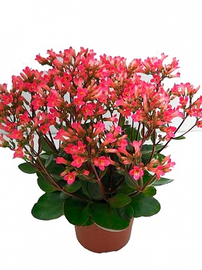 Купить Каланхое "Tiki Bells Pink" 12/25