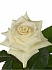 Роза(экв) Мондиал 70см(Flores de la Hacienda)