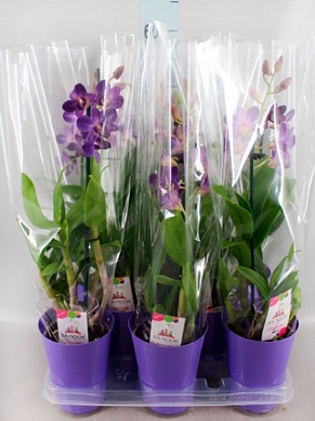 Купить Дендробиум Blue Happines 11/50