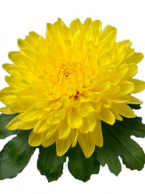 Купить Хриз 1цв Фибри(10)