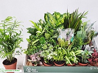 Купить Плант микс 8/30