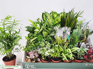 Купить Плант микс 8/30