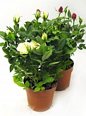 Купить Роза Фаворит микс 20/30