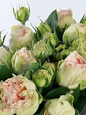 Купить Роза куст. Пашмина Саммерхаус 40см(10)