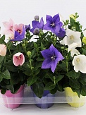 Купить Платикодон микс 11/17