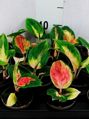 Купить Аглаонема CHINA RED 6/15
