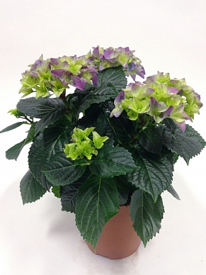 Купить Гортензия голубая 12/30