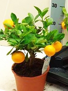 Купить Цитрофортунелла 14/40