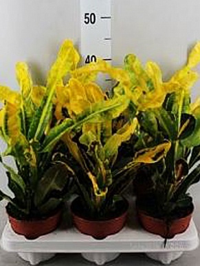 Купить Кротон Гуаябо 12/45