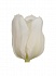Тюльпан Мондиал(50)/sale