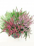 Купить Вереск микс в горшке 17/30