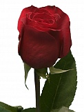 Купить Роза(экв) Фридом 70см(Top Roses)
