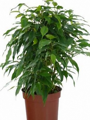 Купить Фикус Бенджамина микс 14/50-55