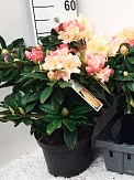Купить Рододендрон Гразиелла 23/30