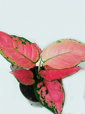 Купить Аглаонема PINK STAR 12/35